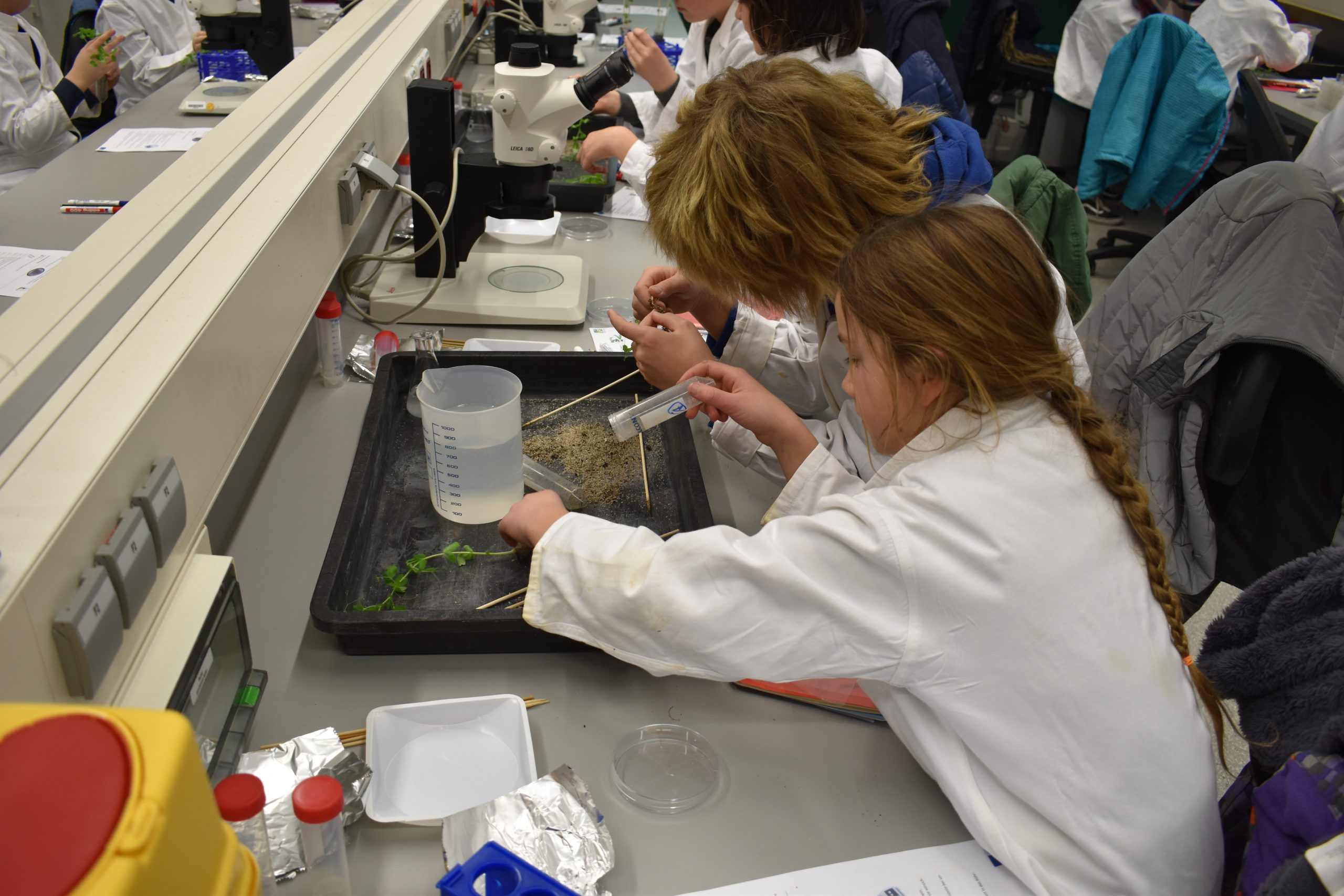 Freund und Feind – Was tun Bakterien und Viren in unserem Körper