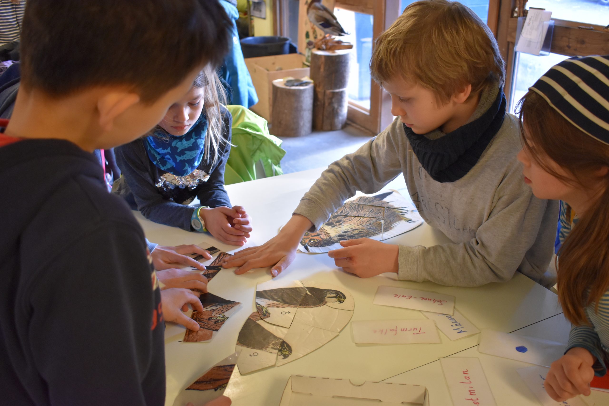 Greifvögel und Eulen