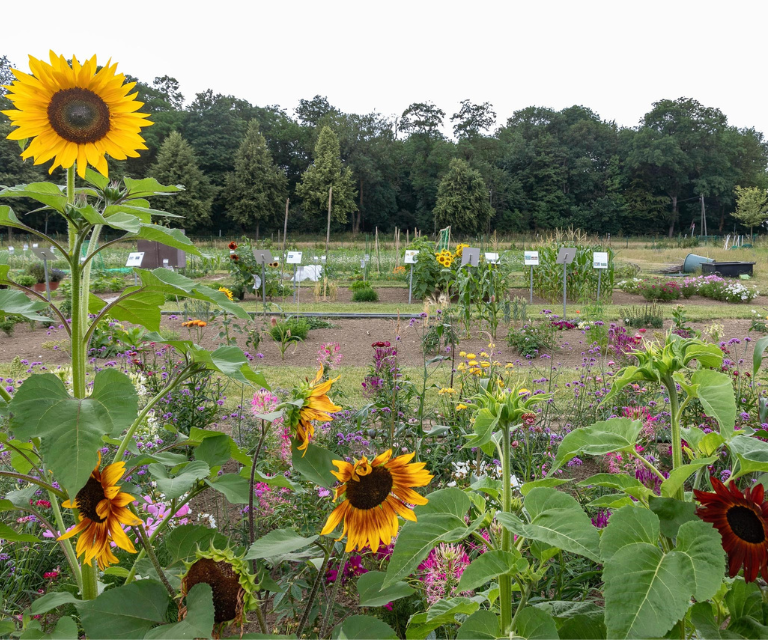 Sonnenblumen im Garten der Wissenschaftsscheune